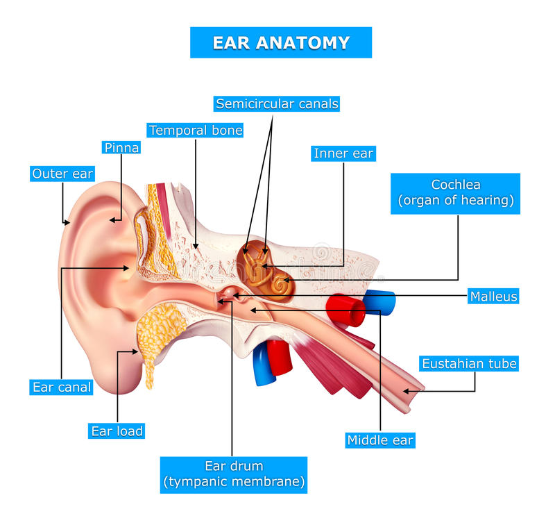 anatomy-ear-27154624